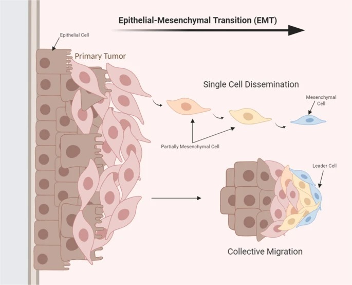 Tế bào ung thư xâm lấn và cơ chế lan rộng sang các cơ quan khác