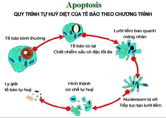 Hỗ trợ kích hoạt quá trình APOPTOSIS
