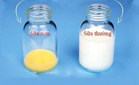 Uống sữa non có tốt không?