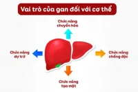 Địa chỉ mua Fucoidan giải độc gan chính hãng
