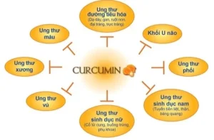 curcumin nghệ