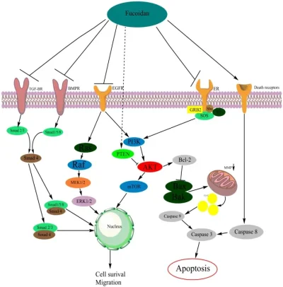 Cấu trúc và hoạt động của Fucoidan liên quan đến cơ chế chống ung thư