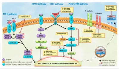 Fucoidan và ý nghĩa trong việc di căn và kháng thuốc